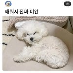 귀여워