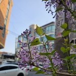 동네 <b>꽃사진</b>. 무슨<b>꽃</b>일까요?