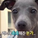 [댓글부탁해] 나 지금 너무 우울한데 강아지 <b>산책</b> 시키고 자취방...