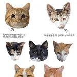싫어하는 얼굴 특징