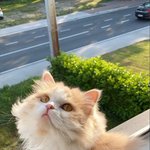 그렇게 쳐다보면 심쿵 하잖냥
