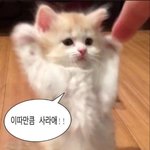 [댓글부탁해] 다들 남친자랑 ㄱ ㄱ 나부터. . .