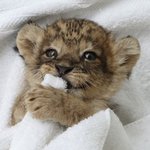 그냥 아기 고양이인 걸로 <b>하자</b>