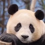 [푸바오] 푸바오 할아버지 실화..?.
