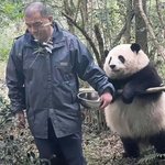 <b>푸바오</b> 인기2위래서 1위판다 봤더니