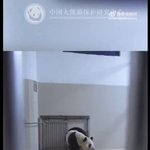 중국 오늘자 <b>푸바오</b> 검역실 새로운 영상봤어?