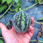 '금사과'에 이어 '금수박' 조짐…올 여름 수박 '한쪽'도 못 먹겠네