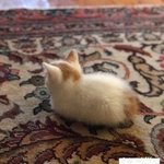 식빵 야무지게 <b>굽네</b>