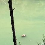 중국 쓰촨성 강가에서 판다 <b>사체</b> 발견