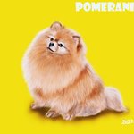 [어케생각해] 취미로 그린 <b>동물</b> 그림들...