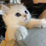 일본인 같이 생긴 <b>상은</b> 특징이 뭐임?