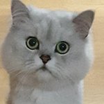 [댓글부탁해] <b>내</b> <b>눈</b>에 아이라인 그릴수있을까?