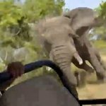 “상아로 번쩍”…사파리 투어 중 ‘코끼리 돌진’ 1명 사망