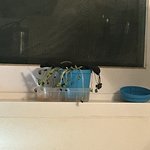 [이거봐<b>보</b><b>셈</b>] 동생이 콩나물키우는데 이거 맞냐?