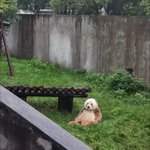 [모두드루와] <b>누끼</b> 잘못 딴 거 같은 판다
