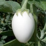 [모두드루와] <b>가지</b>가 영어로 eggplant인 이유
