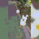 안양 삼성천에 살던 <b>오리</b>가족 남성들에게 돌팔매질 당함