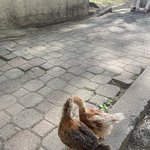 저희집 <b>애완</b>닭 귀엽죠??