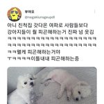 명절 <b>여파</b>를 온몸으로 받고 있는 반려동물들