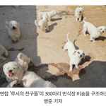 건강한 <b>비숑</b> 헐값에 빚만 수 억대