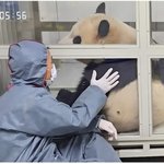 중국서 강바오님 <b>푸바오</b>에게 마지막으로 해준거..