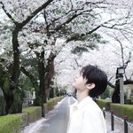 <b>팬</b>들 사이에서 난리난 <b>아이돌</b> 벚꽃 사진