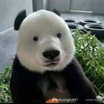 판다 왜좋아함