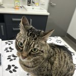 키키의 <b>동물</b>병원 방문