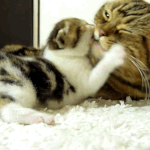 [<b>방탄소년단</b>] 윤기야