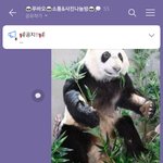 푸바오 <b>오픈</b>채팅