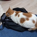 나의 동거묘 도칠이 24년 4월 봄<b>일상들</b>.