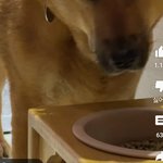 강아지들은 참 고달프겠다