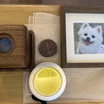 [어케생각해] 한 <b>파출</b>소장 때문에 제 가족이였던 강아지가 죽었습니다...