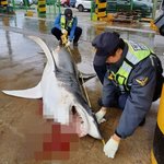 국내 식인상어 비상. 속초서 초대형 청상<b>아리</b> 혼획