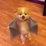판녀분들께 수공강 ㅈㄴ <b>강추</b>드려요