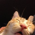 완전히 곯아떨어지셨음.jpg