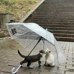 비 오는 날의 <b>낭</b>만 뭔지 알지?