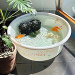 우리 집 작은 <b>연못</b> 구경 하러 와
