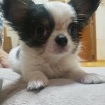 [수정] 강아지 <b>입양</b>후기---