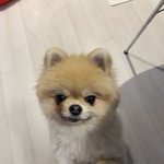 임보중인 우리 <b>포</b><b>메</b> 보구가