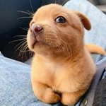 보여줄게 '인절미'의 매력!