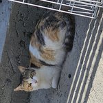 우리 <b>집</b>에 <b>밥</b>먹으러 오는 길냥이