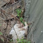 구내염 애기!