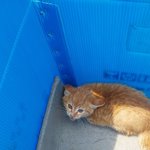 [댓글부탁해] 고양이를 좋은분께 <b>입양</b>보낼수있는 사이트 좀 알려주세요