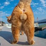 [<b>방탄소년단</b>] 아미들 안녕