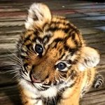 [댓글부탁해] 근데 누가 어떤 <b>동물</b> 닮았는지도 ㄹㅇ 주관적이지 않냐