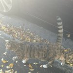 가을 <b>낙엽</b>처럼 알록달록한 냥이