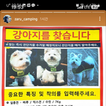 태안 <b>마검포</b>에서 실종된 강아지 짜루를 찾습니다.(사례금 100만원)