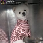 강아지 주인찾습니다