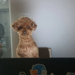 노트북 하는 푸들 <b>토토</b>